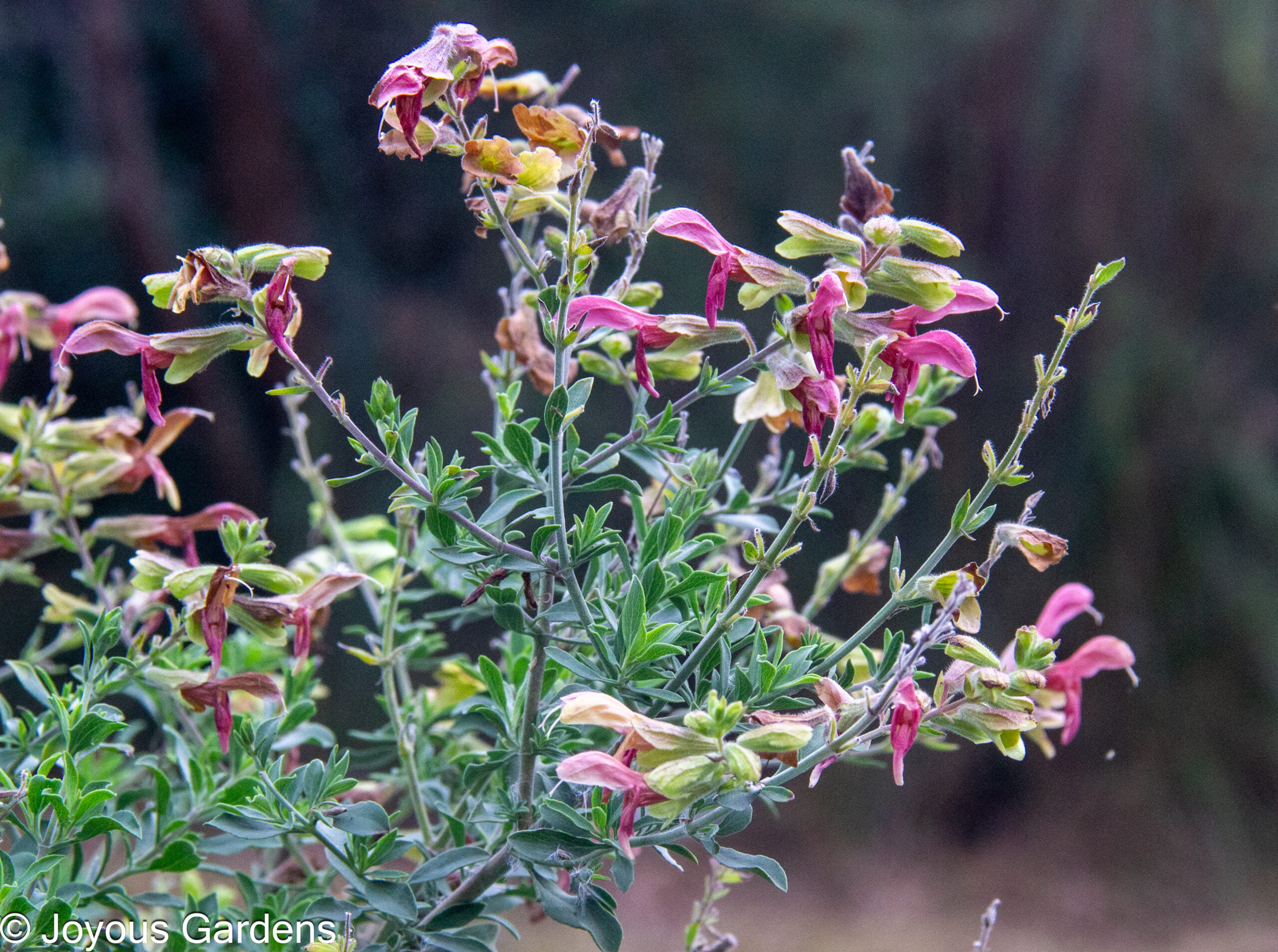 Salvia Lanceolata - Joyous Gardens